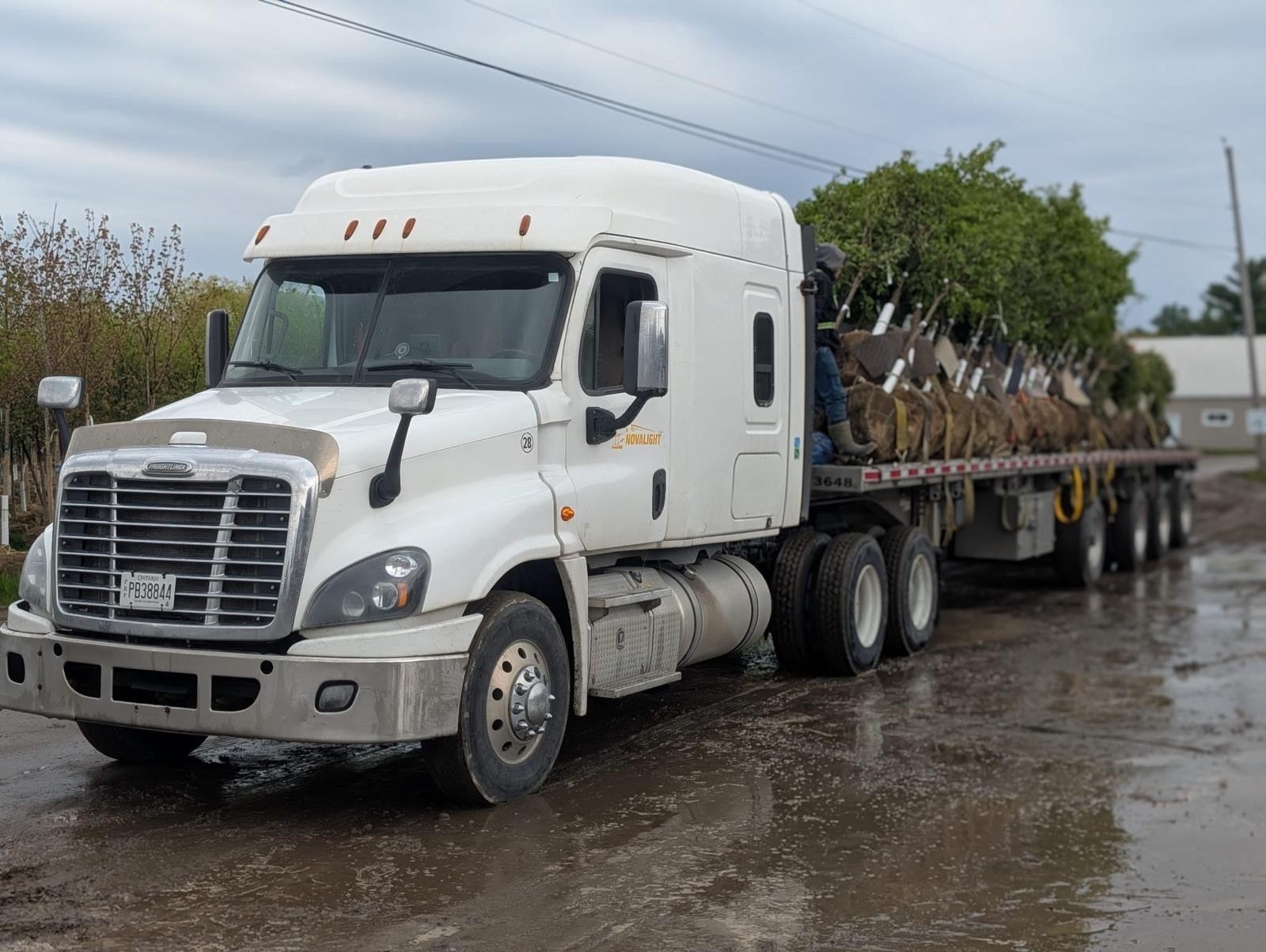 White Novalight truck hauling nursery trees